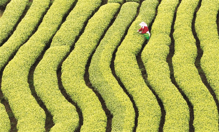 三江茶制作技艺：一片树叶的匠心传承！