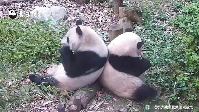 和花和叶背靠背