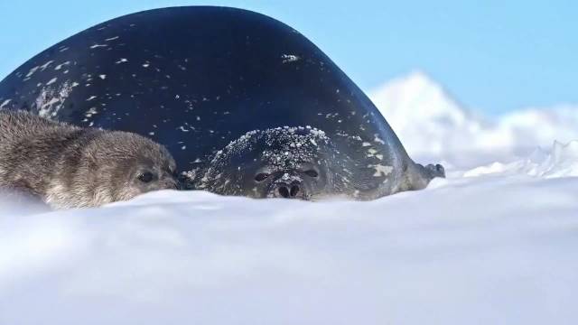 这是我见过最大的海豹