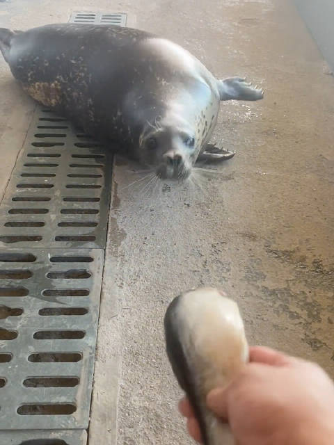 海豹蠕动起来确实很好笑，没有腿并没有影响它可爱的形象！