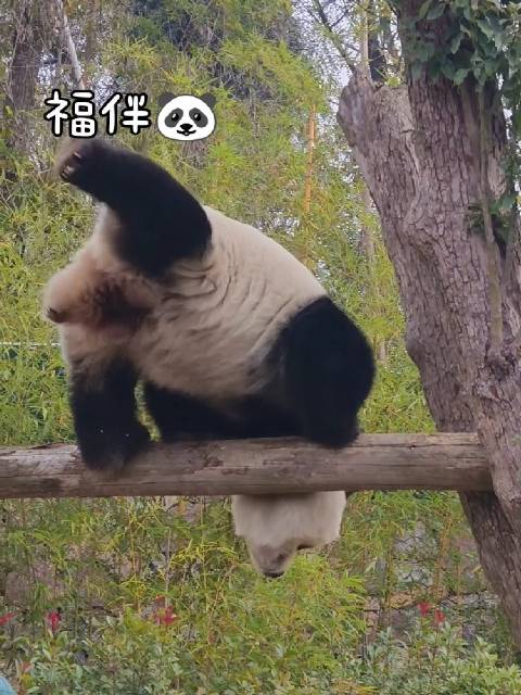 大熊猫福伴表演空中芭蕾引赞叹