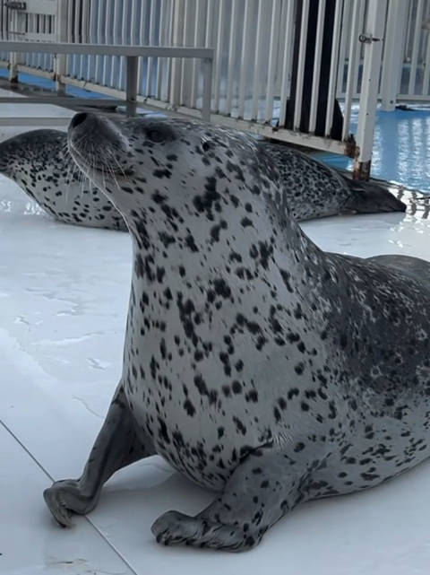 海豹是动物界的理想型