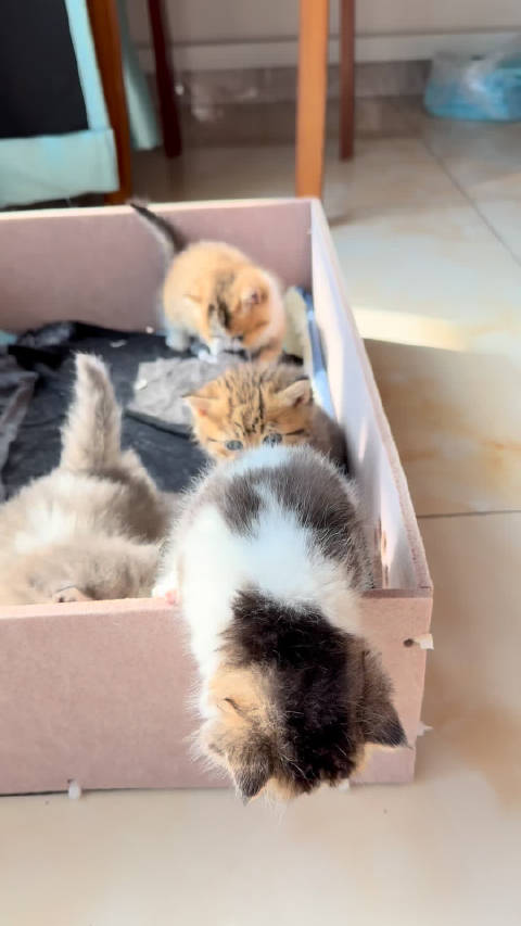 聪明的小宝贝已经越狱出来玩了，其他的看傻了