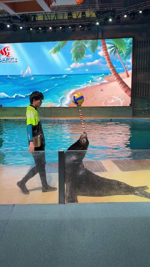 海狮最美表演亲子时光宁波海洋世界