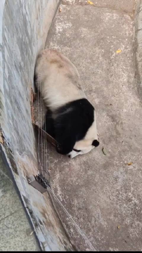 雅一每年必搞活动，熊熊询问何时越狱