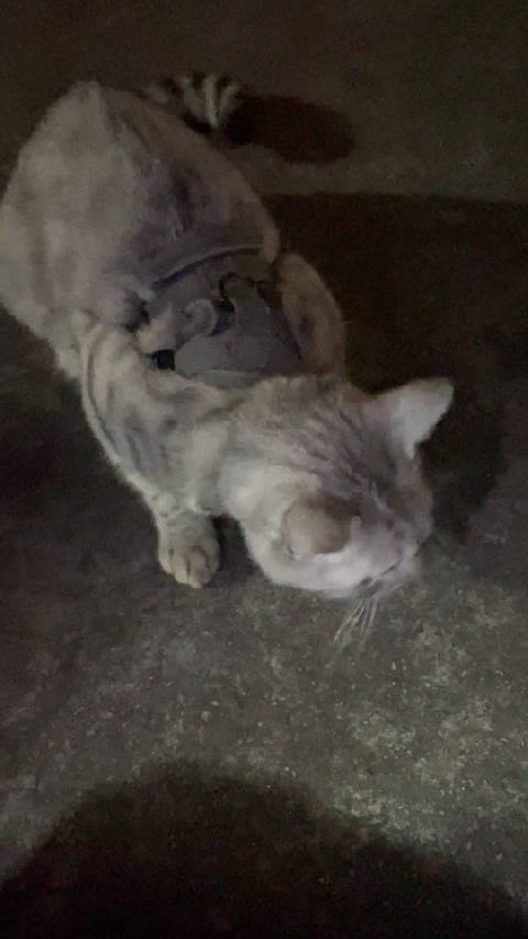 女子寻走失猫误抓邻居散养猫，自家金渐层越狱一周未归