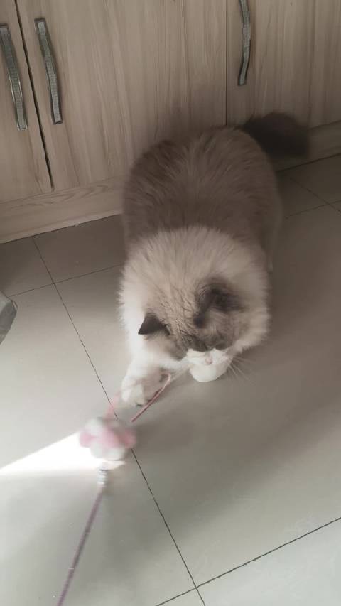 朋友养的咪咪卡车