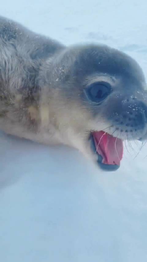 海豹宝宝叫声曝光，萌化众人
