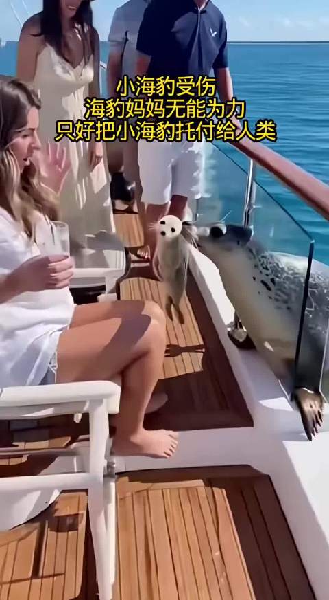 小海豹受伤，海豹妈妈无能为力，只好把孩子托付给人类