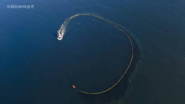 海狮也没想到，竟然过上了饭来张口的日子