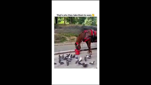 这匹马可机灵了，他之所以那么做，唯一原因就是想安安静静吃口饭