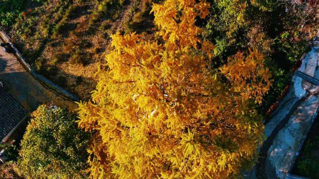 万州千年银杏树披金装，吴谨言陈哲远杀青合照