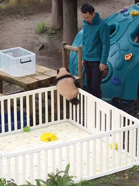 小月亮越狱成功，外公托举助力翻出围栏