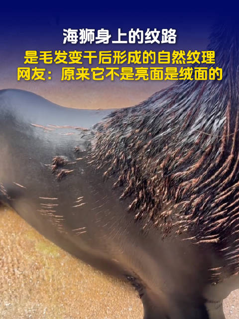 海狮竟不是光滑的皮面