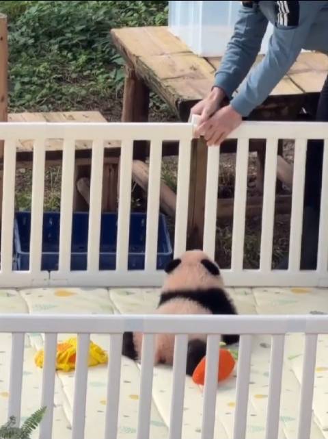 熊猫宝宝小月亮屡次越狱破坏围栏，外公修理反被凶