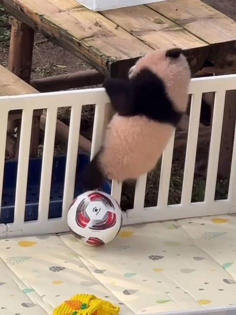 熊猫小月亮成功越狱护栏断裂即将逃脱