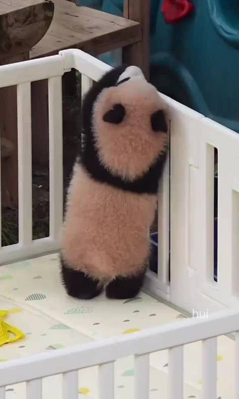 小月亮越狱成功，外公协助翻出围栏