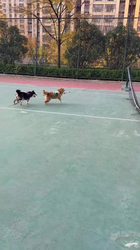 狗届刘翔，大黄面包有什么心眼子呢