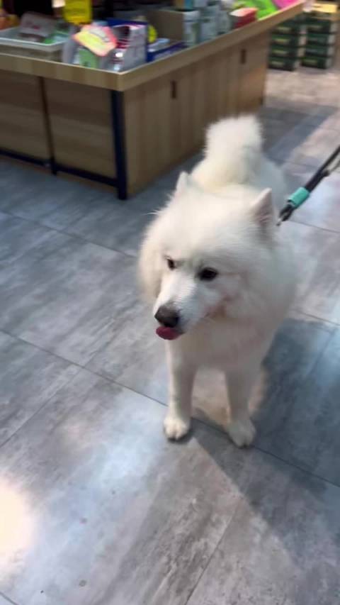 圆滚滚大海豹 刚洗完颜值是最高的