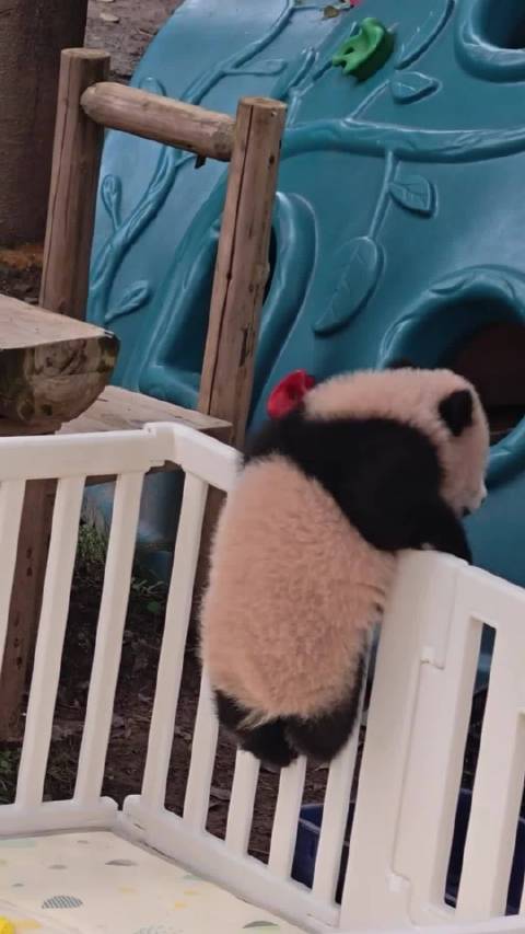 大熊猫良月成功越狱，外公引导入筐