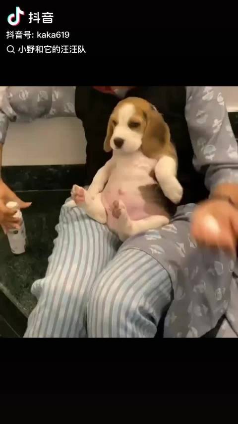 我就这样养陈奕恒这个肥比格