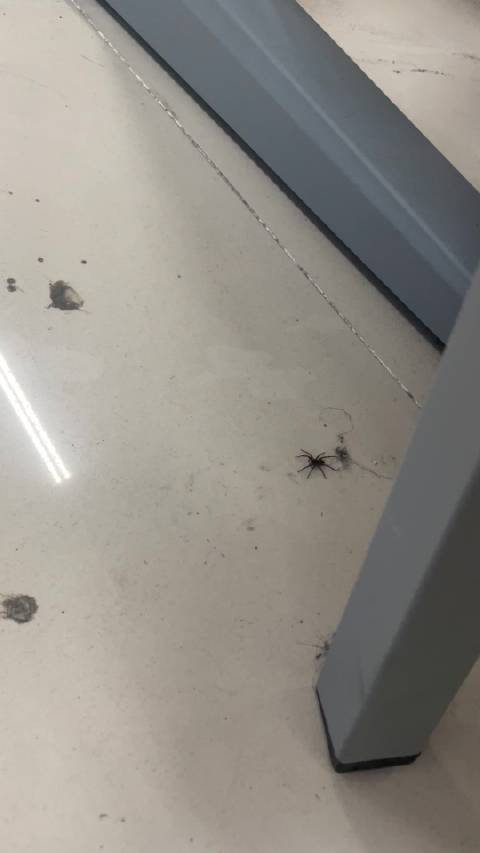 玲子真是学傻了说这是