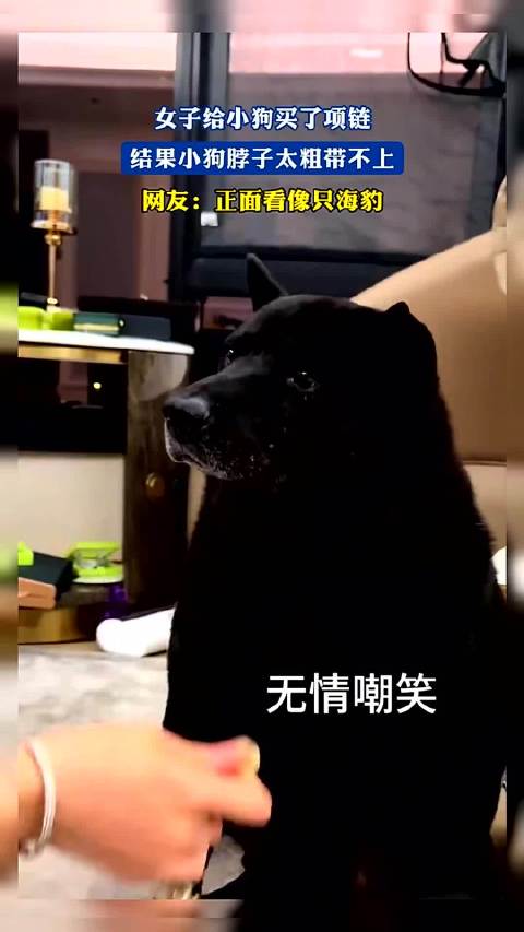 女子给小狗买了项链，结果小狗脖子太粗带不上，正面看像只海豹