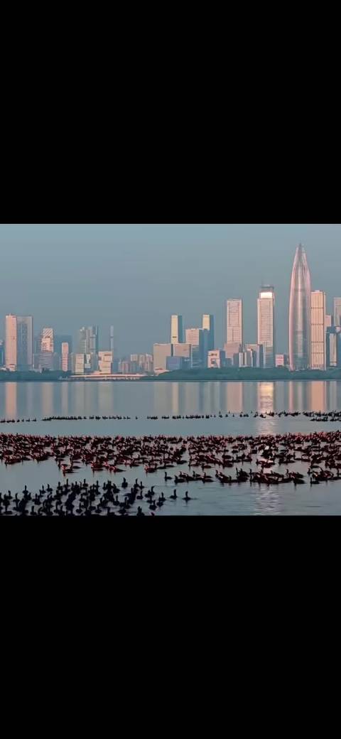 霍思燕被赞气质似李湘，任达华70岁跌倒引关注