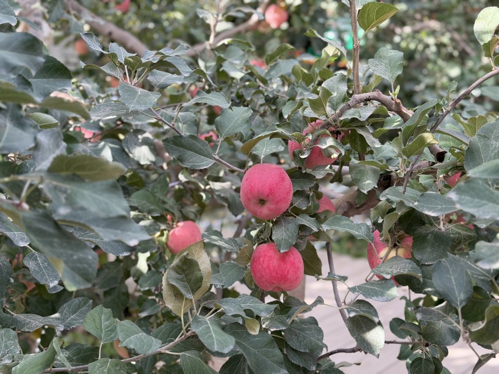 阿克苏苹果。