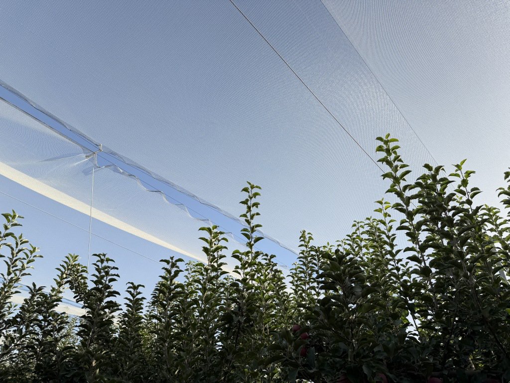 阿克苏红旗坡农场的防雹网。 本文图片均为 澎湃新闻记者 胡志挺 摄