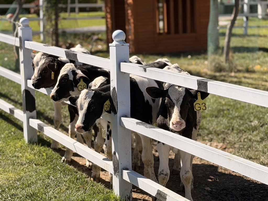 新疆天润乳业牧场内。