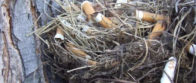 谁在往鸟巢里塞烟头？答案比你想的更离谱