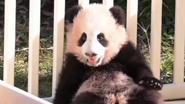 小月亮不愧是良月的崽，刚满四月龄，就可以翻越围栏成功越狱了