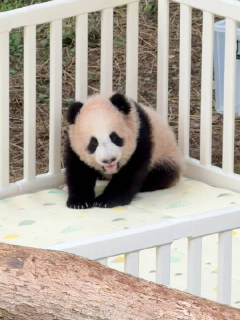 小月亮多次越狱没有成功，反到把自己累得够呛哈哈哈