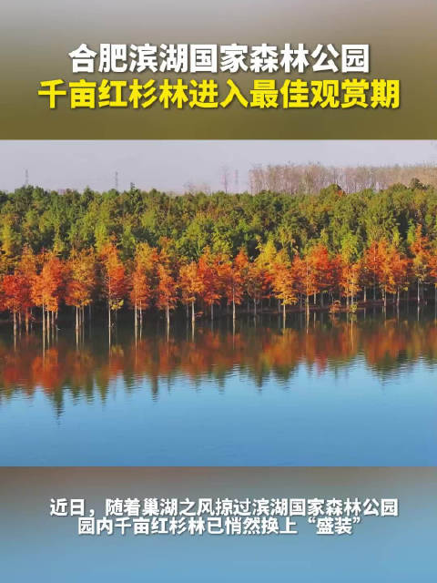 合肥滨湖国家森林公园千亩红杉林进入最佳观赏期