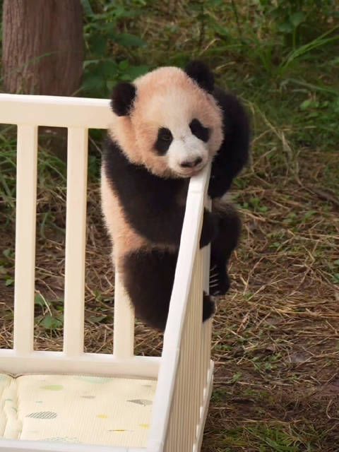 熊猫幼崽十次越狱失败仍坚持攀爬