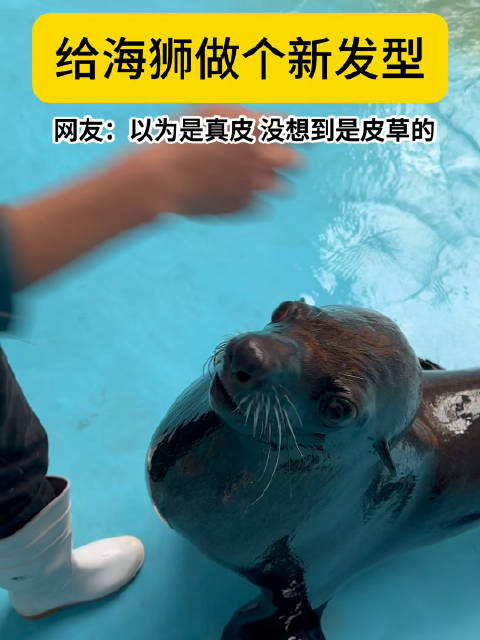 海狮：可以为我的新发型着迷一下嘛