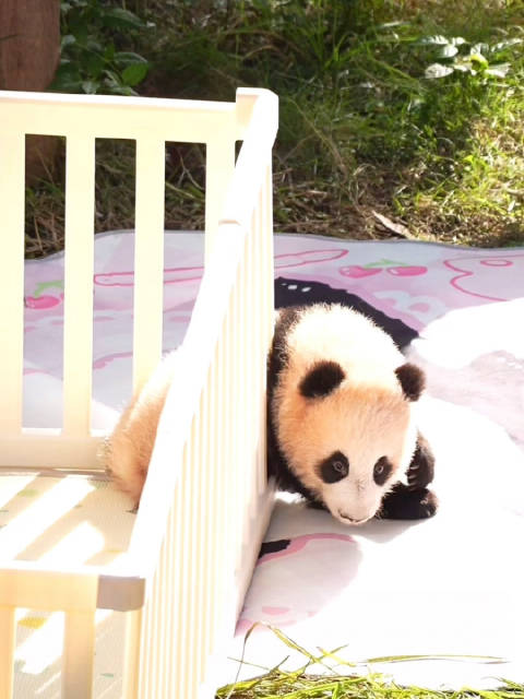 熊猫小月亮翻栏越狱成功