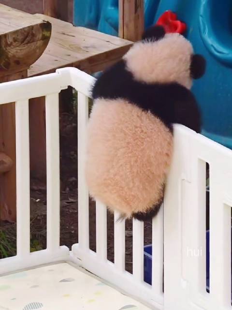 小月亮越狱成功，外公托举助力翻出