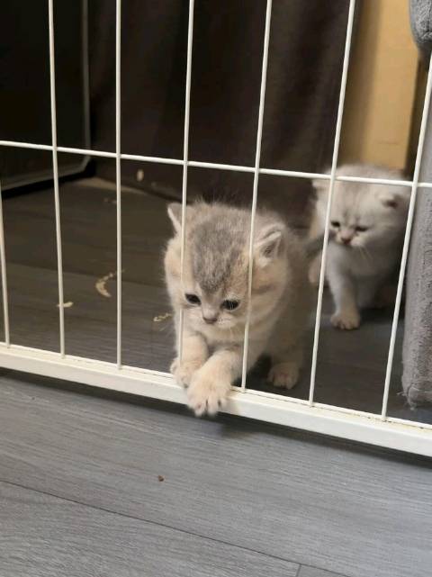 小奶猫越狱现场：爪子刚够到外面，脑瓜子还没反应过来‘我咋出来了？’