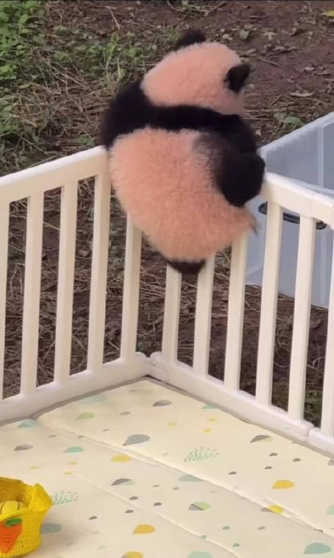 熊猫小月亮二次越狱在即，右脚已能翻出围栏