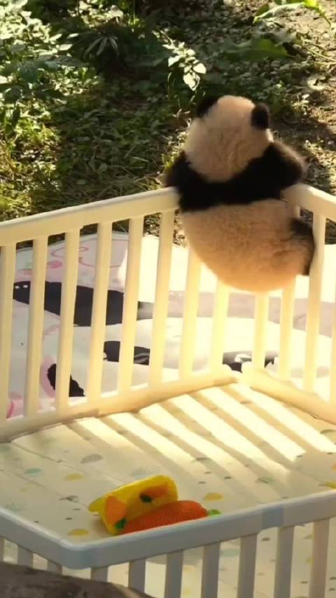 小月亮日常喝奶睡觉越狱，大力出奇迹钻出围栏