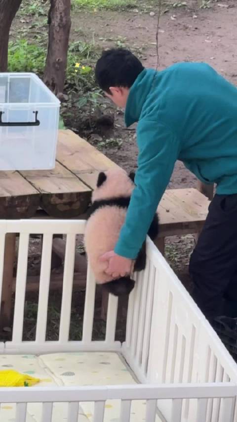 良月崽越狱不成功，外公看不下去了，助它一臂之力