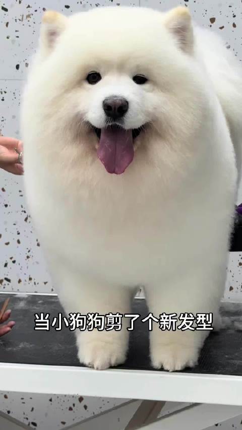 开着蔚来萤火虫带狗狗去换个心情