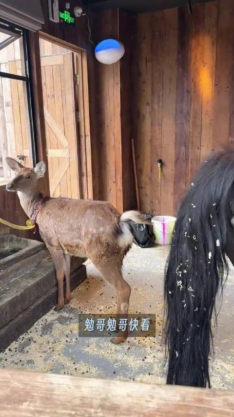 王勉成都街头遇马惊魂