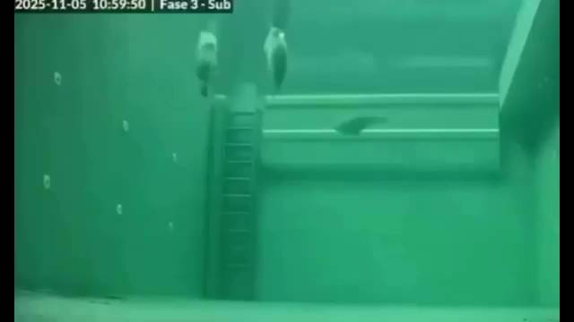 海豹水下陆地均可睡眠，延时摄影记录习性