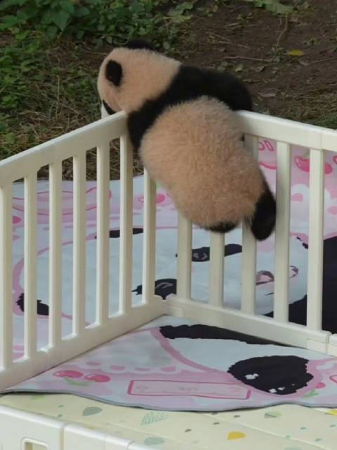 奶爸离开小月亮越狱爬栏杆