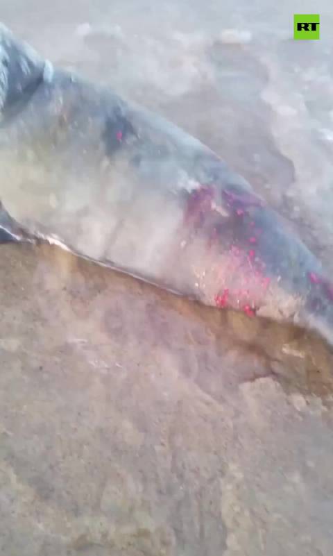 命悬几小时！被咬伤的海豹在特里贝尔卡海岸漂流，一场意外救援正在靠近