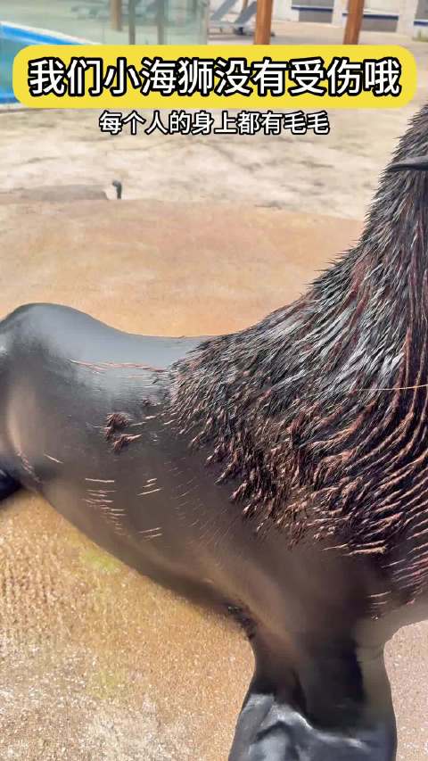 海狮是毛茸茸的动物呀