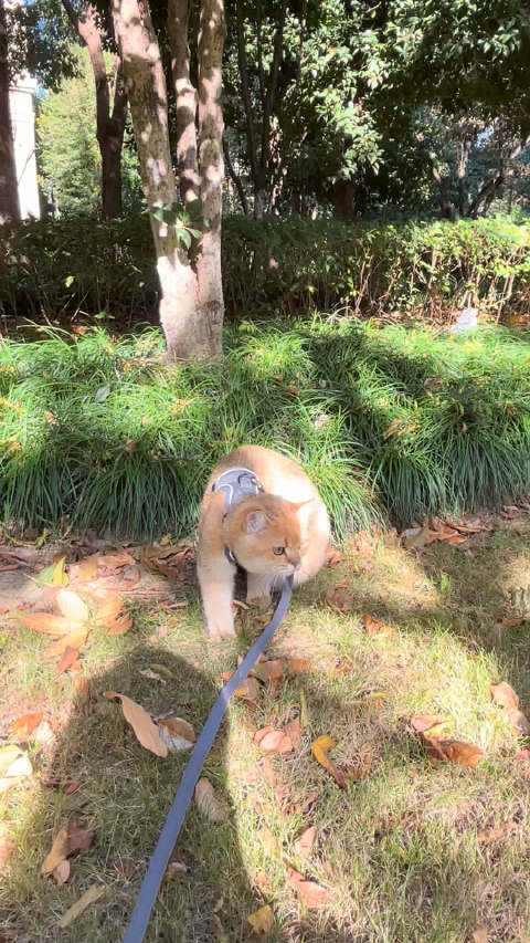 来草地晒太阳 我听三体 小猫被拴在脚上 还有熟咪小橘